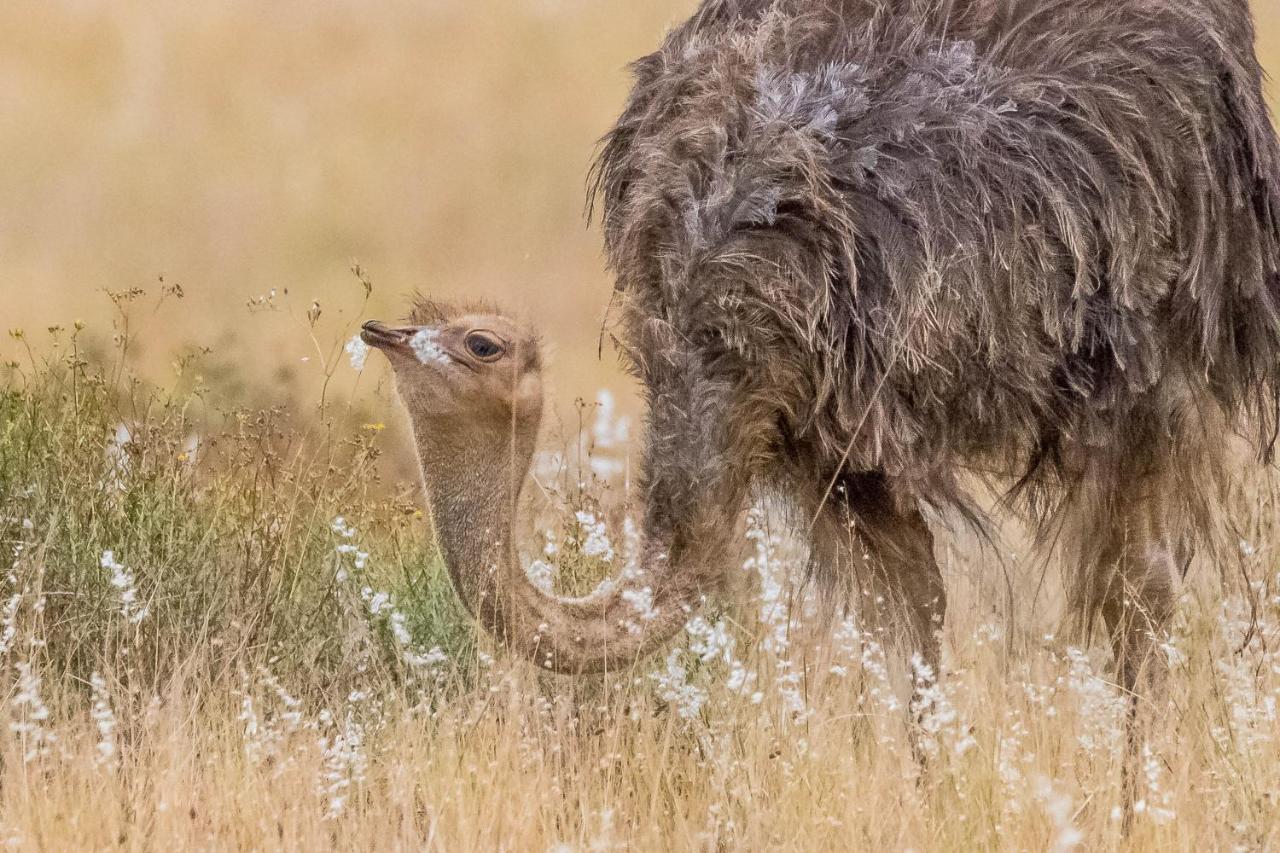 スウェレンダム Kwetu Guest Farmヴィラ エクステリア 写真